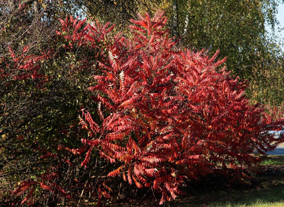秋天漆树树红色叶子照片