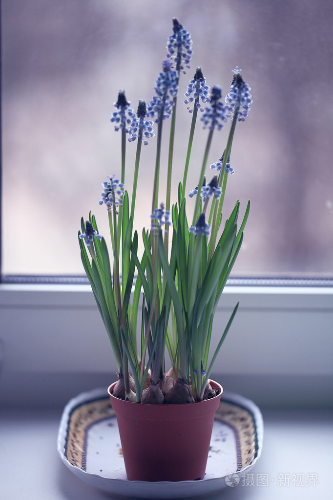 在花盆里的春天的花朵