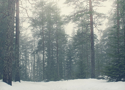 白雪覆盖松树林与高大的树木