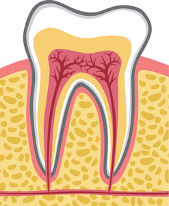 牙体解剖