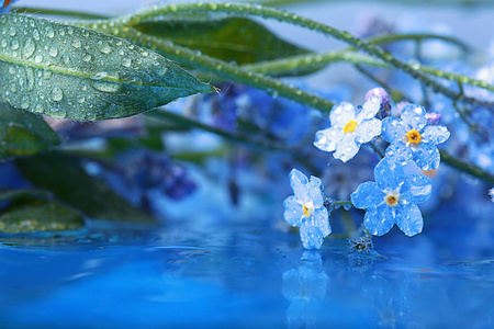 花卉 花插 花粉 蓝色 透明 测试 湿 花瓣