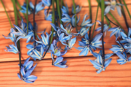 小蓝春天的花朵