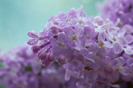 丁香花图片