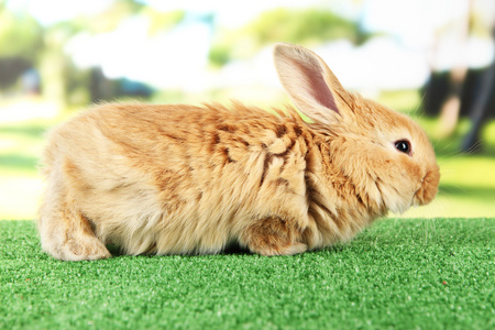 在公园的草地上蓬松狐狸兔照片