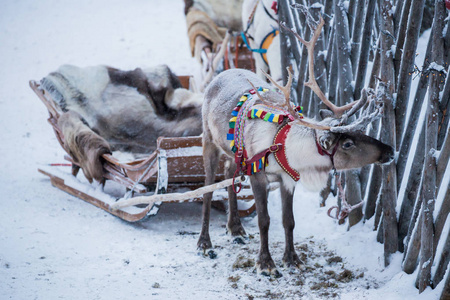 鹿雪橇图片