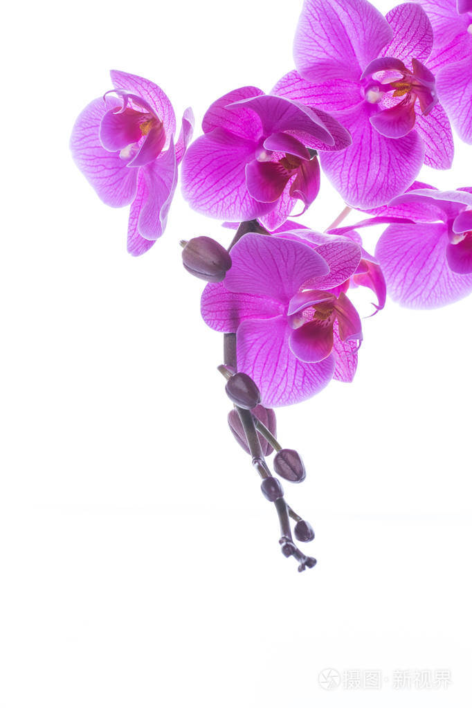 美丽的蝴蝶兰兰花花