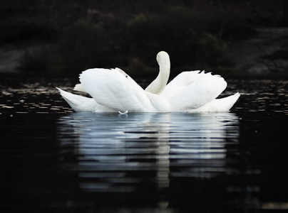 白色天鹅在一个美丽的身影在黑暗的湖泊背景与美丽的 reflecion 在水中