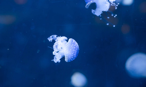 小水母照亮了蓝色的光在水族馆游泳