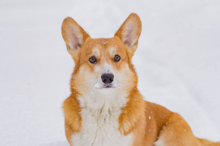 可爱的威尔士彭布罗克科吉肖像, 有趣的狗在雪地上的乐趣