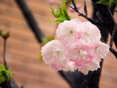 美丽的粉红色樱花盛开的季节, 大阪, 日本