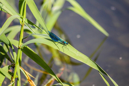 绿色的草叶片的蓝蜻蜓