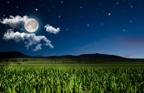 一个美丽的女人在田野里散步的肖像.