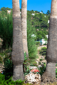 在热带海岸的老式的棕榈树