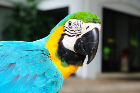 绿松石金刚鹦鹉鸟照片
