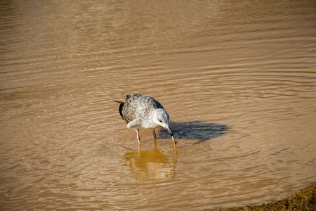 有浑浊的水的海鸥在地面照片