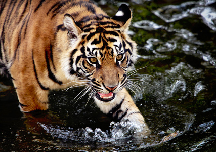 苏门答腊虎崽图片