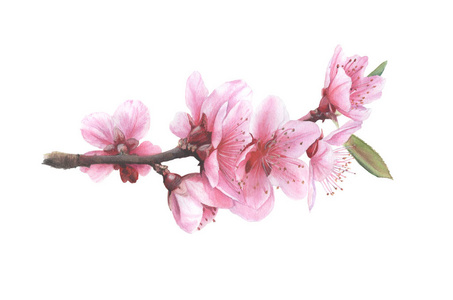 樱花树枝水彩画樱花树枝水彩画照片