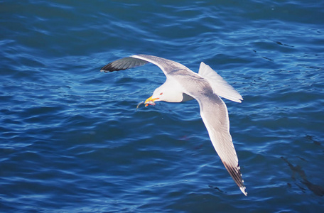 Seagul 飞越群山附近的海面