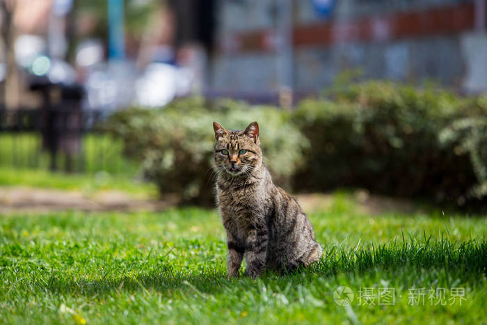 一只灰色的猫坐在一个美丽的公园的草坪上, 一只猫看起来和 f