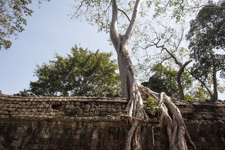 ta phrom。暹粒。柬埔寨