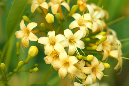 芳香的黄花Fragraea Fragrans Roxd。 。