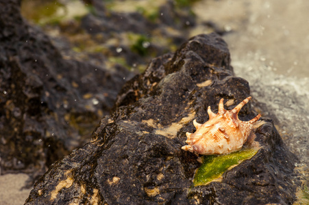 礁石上的贝壳照片