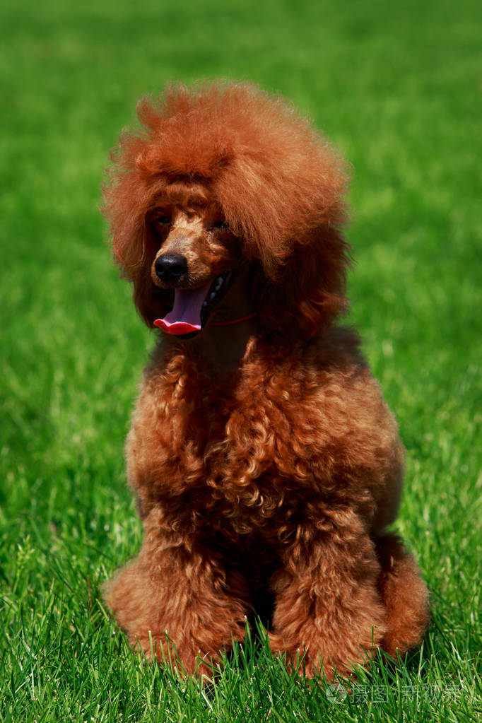狗在绿草上饲养小的小型贵宾犬