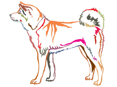 秋田犬的彩色装饰肖像