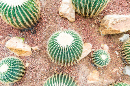 美丽的仙人掌在植物