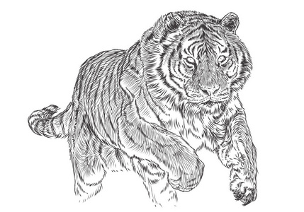 虎攻手画素描黑线单色矢量插图照片