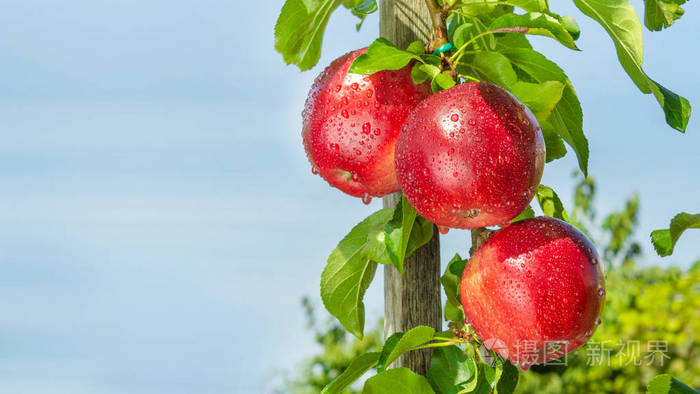苹果果园和蓝天背景下的红苹果特写.种植工业苹果园的概念