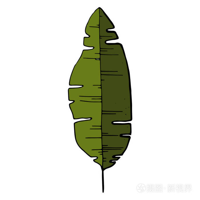 手绘.在白色背景下分离的热带棕榈叶