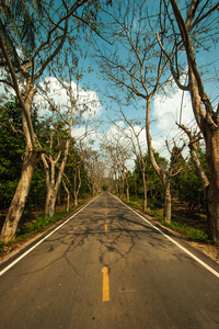 乡村道路与沿树