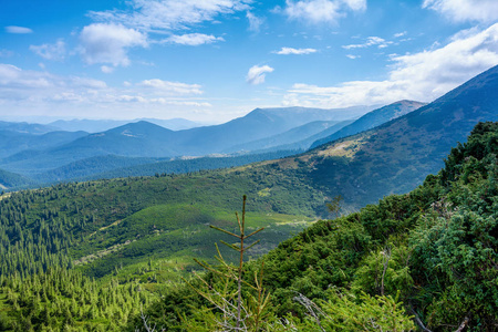 大山针叶林