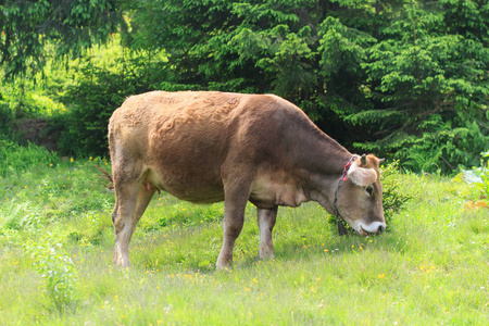 在喀尔巴阡山脉的奶牛
