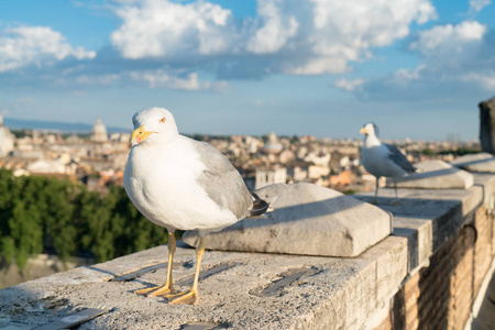罗马古建筑屋顶上的海鸥图片