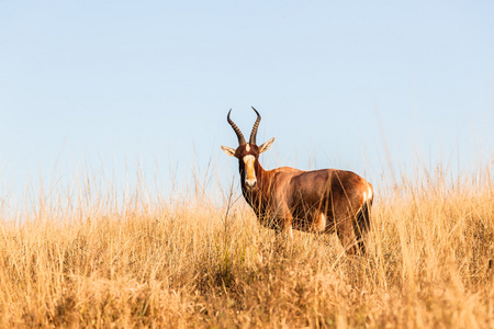 巴克角羚羊草原野生动物
