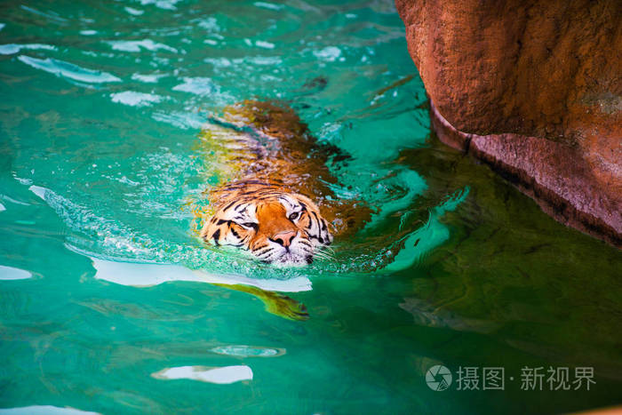 老虎在纯净的水里游泳