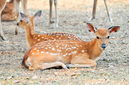 新出生的幼崽梅花鹿鹿幼崽照片