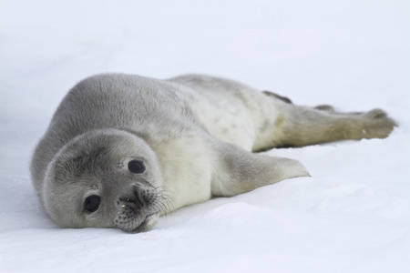 威德尔海豹在南极洲冰层下的位于