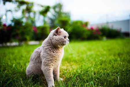 在绿色草地上的可爱猫咪