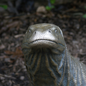 科莫多龙巨蜥 komodoensis 的雕像
