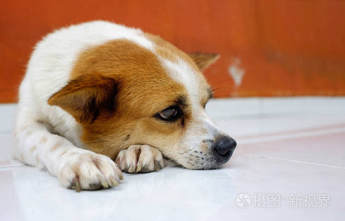 老小whire 和棕色狗在门口等主人