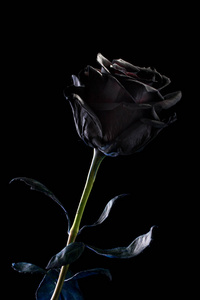 黑玫瑰黑色背景