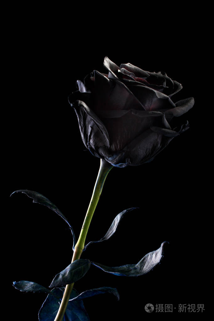 黑玫瑰黑色背景照片 正版商用图片06u4rx 摄图新视界 黑玫瑰黑色背景照片 正版商用图片06u4rx 摄图新视界