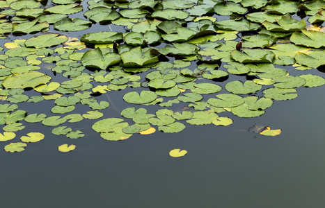绿水睡莲漂浮在池塘中