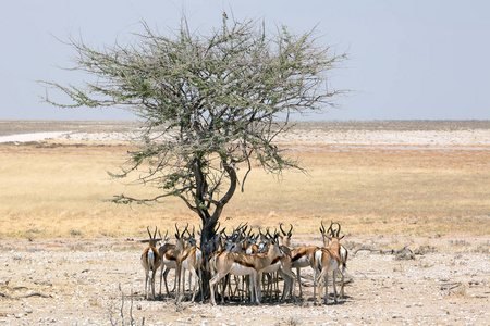 纳米比亚Etosha国家公园羚羊瞪羚野生动物