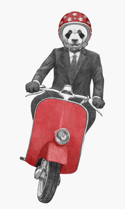 手绘插图的拟人熊猫骑老式摩托车在西装与领带在头盔, 在白色隔离