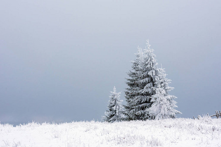 山上覆盖着雪和霜的冷杉树