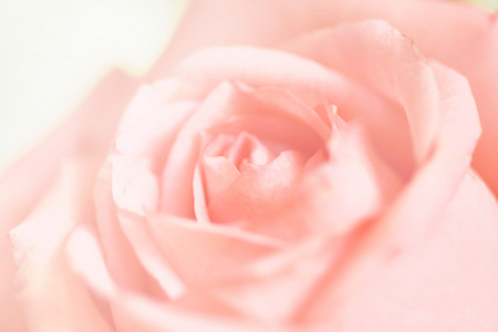 桃花粉玫瑰图片